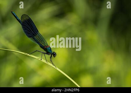 demoiselle à bandes mâles (Calopteryx splendens) sur la feuille Banque D'Images