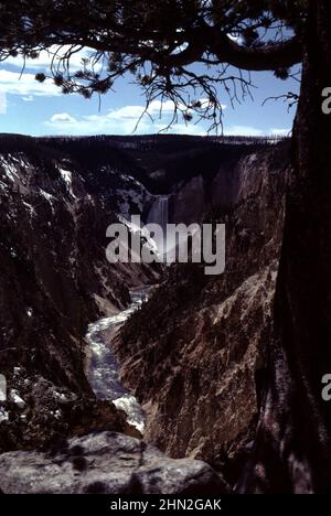 Parc national de Yellowstone, États-Unis 5/1995. Le parc national de Yellowstone est à 3 468,4 kilomètres carrés. On a signalé des lacs, des canyons, des rivières, des troupeaux abondants de wapitis, de grizzlis et d'ours noirs et de bisons américains, plusieurs packs de loups des Rocheuses, des grues Sand Hill, trois cent onze espèces d'oiseaux, dont près de la moitié nichent à Yellowstone et dans de magnifiques chaînes de montagnes, rivières, chutes d'eau, prés et forêts. Le lac Yellowstone se trouve au-dessus de la Caldera de Yellowstone, le plus grand volcan d'Amérique du Nord. Bien plus de la moitié des geysers et des caractéristiques hydrothermales du monde appellent la maison de Yellowstone. Banque D'Images