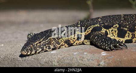 Nile Monitor, Afrique du Sud Banque D'Images