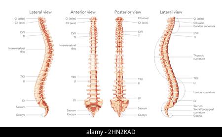 La colonne vertébrale humaine dans la vue avant, arrière et latérale avec les parties principales étiquetées, avec et sans disque intervertébral. Vecteur plat réaliste illustration du concept en couleurs naturelles dos isolé sur blanc Illustration de Vecteur