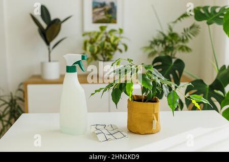 Vaporiser une bouteille et un chiffon près de ficus. Concept de jardinage à la maison et soin de plantes de maison au printemps. Accueil plantes outils de nettoyage. Banque D'Images