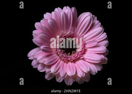 Fleur de Gerbera rose isolée sur fond noir, Asteraceae. Photographie florale. Banque D'Images