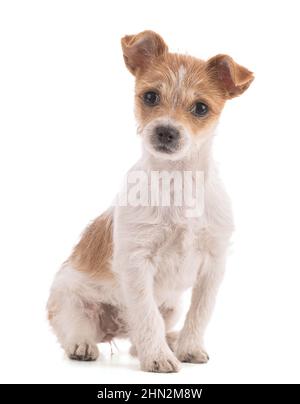 Portrait d'un petit chiot de race mixte assis sur un fond blanc Banque D'Images