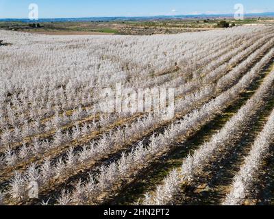 Floraison de cerisiers sur une prairie d'Europe au printemps Banque D'Images