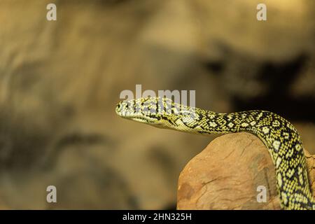 Vert jaune noir couleurs serpent Banque D'Images