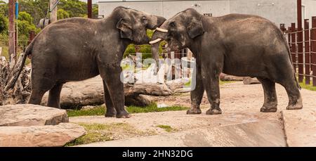 Les éléphants se battent, deux jeunes éléphants se battent Banque D'Images