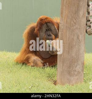 Bornean orangutan (Pongo pygmaeus) est une espèce d'orangutan originaire de l'île de Bornéo Banque D'Images