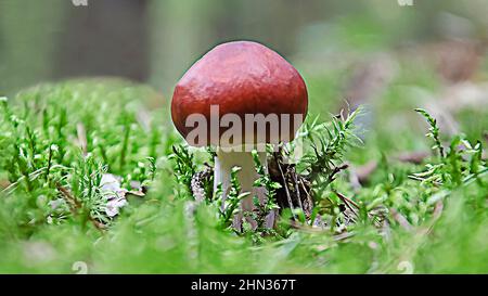 Un champignon en pleine croissance. Russule. Champignon avec un chapeau rouge sur fond de mousse verte, dans la forêt. Gros plan. Banque D'Images