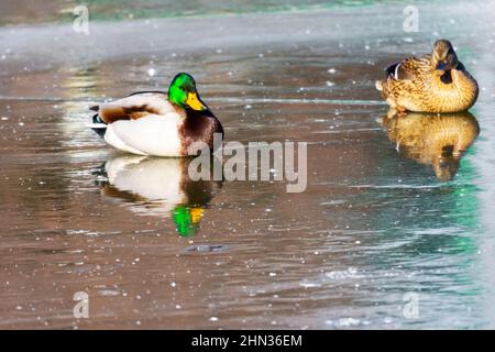 Un couple de collard mâle et femelle se reflète dans la glace. Banque D'Images