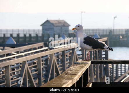 Mouette blanche perchée sur une rampe, Monterey Bay Harbour. Banque D'Images