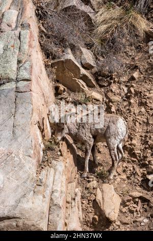 RAM de Bighorn du désert sur une pente abrupte du canyon Banque D'Images