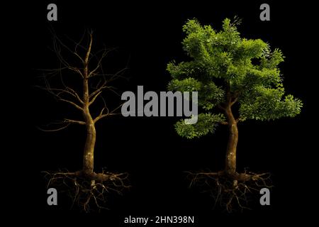 arbre en été et en hiver avec des racines isolées sur fond noir Banque D'Images