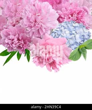 Belle bordure florale de printemps avec des pivoines roses et des fleurs d'hortensia bleu gros plan sur fond blanc avec espace pour le texte, concept de vacances. Fleurs Banque D'Images