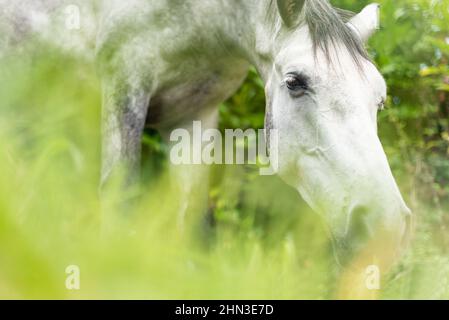 Le cheval blanc paître sur un pré vert en plein soleil Banque D'Images