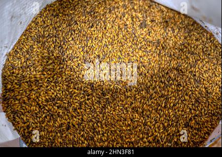 Gros plan sur les grains de malt de blé. Ingrédient pour la préparation du café Banque D'Images