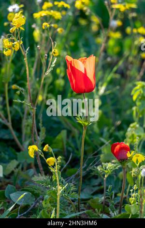 Fleur d'anémone rouge en gros plan sur un fond d'herbe verte en plein soleil Banque D'Images