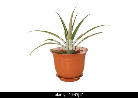 Un bel ananas planté dans le pot isolé sur fond blanc - Comment prendre soin pour ananas concept Banque D'Images