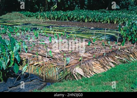 Taro récolte à divers stades de croissance sur un lit surélevé sur l'île de Rarotonga, dans le Pacifique Sud. Colocasia esculenta Banque D'Images