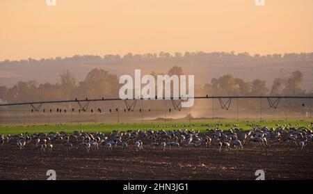 Les grues communes se nourrissent à l'aube dans un champ agricole avec système d'irrigation dans la vallée de Hula, dans le nord d'Israël. Grus Grus. Banque D'Images