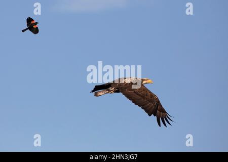 oiseau-noir à ailes rouges chassant un aigle à tête blanche immature loin de son aire de nidification en Alberta, au Canada. Haliaeetus leucocephalus Banque D'Images