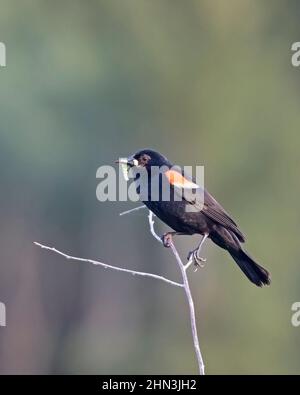 Oiseau noir ailé rouge transportant la larve dans le bec vers le nid pour se nourrir de ses oisillons. Agelaius phoeniceus Banque D'Images