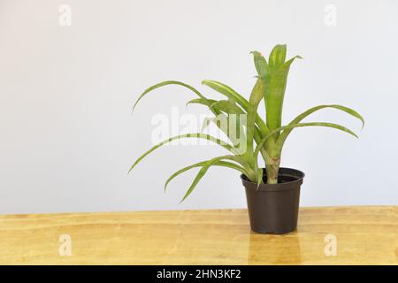 Les plantes de Billbergia dans le petit pot en pleine croissance à l'intérieur. Concept de soins pour Billbergia Banque D'Images