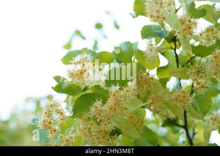 Arbre en fleurs fleurs de bois de tilleul, utilisée pour la préparation du thé, de guérison, de fond naturel du printemps. Banque D'Images