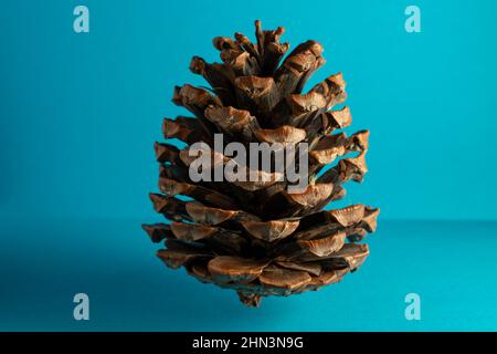 Cône de pin de Pinus radiata (monterey), isolé sur fond bleu Banque D'Images