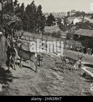 Photo d'époque du parc de cerfs d'Oakland. Californie, États-Unis. 1907 Banque D'Images