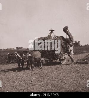 Photo vintage de la femme chinoise chargeait du blé sur un wagon tiré par oxen. Province de Kiang su, Chine. 1908 Banque D'Images