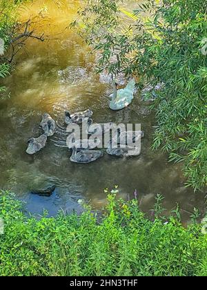 Groupe familial Cygnus olor; deux adultes; quatre Cygnus Banque D'Images