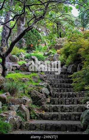 Sentier forestier au jardin botanique de Wellington en Nouvelle-Zélande Banque D'Images