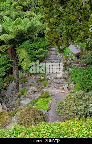 Sentier forestier au jardin botanique de Wellington en Nouvelle-Zélande Banque D'Images