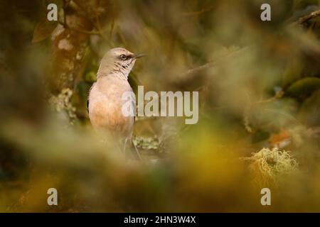 Mockingbird tropical, Mimus gilvus, observation rare au Costa Rica, montagnes dans la vallée de Savegre. Oiseau dans l'habitat forestier. Observation des oiseaux dans le Central Banque D'Images