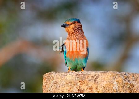 Rouleau assis sur la pierre avec fond orange. Observation des oiseaux en Asie. Bel oiseau coloré dans l'habitat de la nature. Indian Roller d'Anuradhapu Banque D'Images