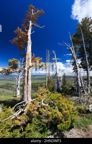 Lodge Pole Pine (Pinus contorta) arbres brûlés et altérés sur le mont Washburn, Yellowstone NP, Wyoming, États-Unis Banque D'Images