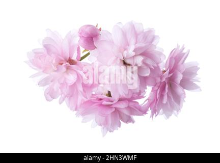 Gros plan de fleurs de cerisier rose clair ( Sakura) isolées sur fond blanc. Mise au point sélective Banque D'Images