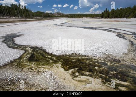 Ruissellement de Whirligig Geyser, tapis bactériens, bassin de porcelaine, partie du bassin de Norris Geyser, parc national de Yellowstone, Wyoming Banque D'Images