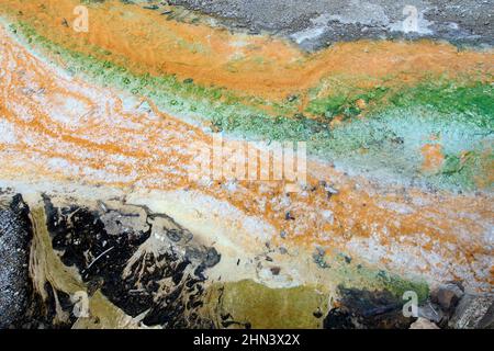 Ruissellement de Whirligig Geyser, tapis bactériens, bassin de porcelaine, partie du bassin de Norris Geyser, parc national de Yellowstone, Wyoming Banque D'Images