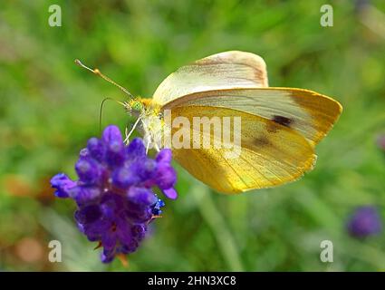 Gros plan d'un papillon jaune avec des yeux verts Banque D'Images