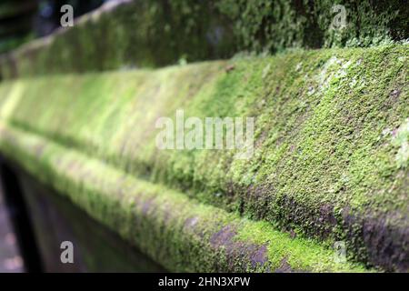 Mousse sur la structure autour du temple d'Ales Kedaton à Bali. Prise janvier 2022. Banque D'Images