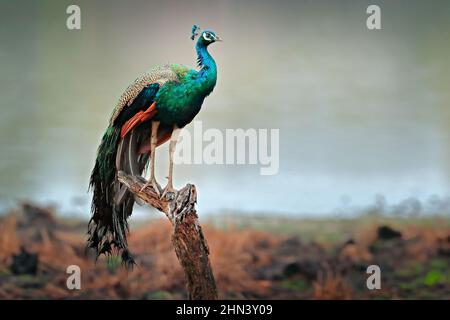 Peafoul indien, oiseau expose la cour dans la fenêtre d'arbre, lac d'eau avec Ratnhamore ruine, Inde. Peafhibou indien, Pavo cristatus, bleu et vert exotique Banque D'Images