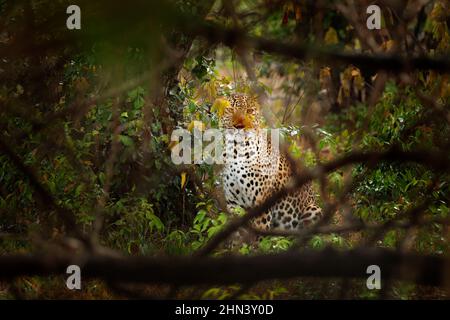 Léopard du Sri Lanka, Panthera pardus kotiya, grand chat tacheté allongé sur l'arbre dans l'habitat naturel, parc national de Yala, Sri Lanka. Léopard caché Banque D'Images