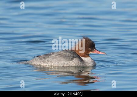 Merge commun, Goosander (Mergus merganser). Femme sur l'eau. Allemagne Banque D'Images