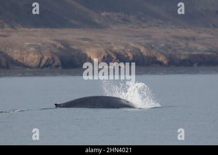 Surface de la baleine bleue (Balaenoptera musculus). Svalbard, Norvège Banque D'Images
