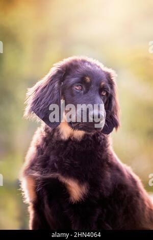Hovawart. Portrait de deux chiens adultes Banque D'Images
