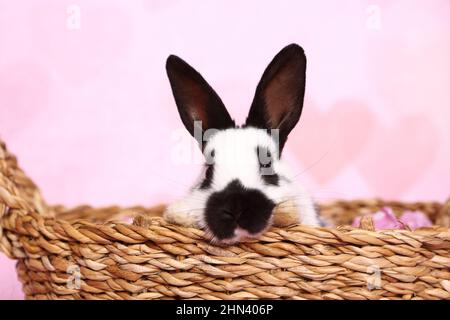 Lapin géant allemand. Juvénile dans un panier, voir sur fond rose. Photo de studio. Allemagne Banque D'Images