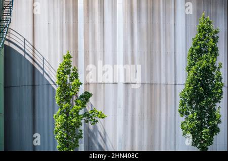 Arbres devant le fer ondulé ensoleillé Banque D'Images