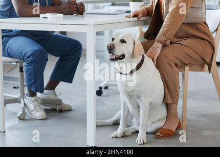 Adorable animal de compagnie blanc labrador assis par son propriétaire dans des vêtements décontractés parlant au vétérinaire en uniforme pendant la consultation médicale Banque D'Images