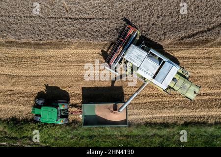 Une moissonneuse-batteuse POV de drone aérienne remplit la remorque du tracteur dans les champs agricoles Banque D'Images